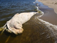 Od wieloryba znalezionego na plaży w Mikoszewie pobrano próbki do badań DNA