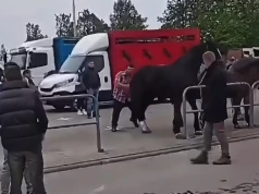 Agresywny mężczyzna szarpał konia. Zwierzę go znokautowało, sprawa na policji