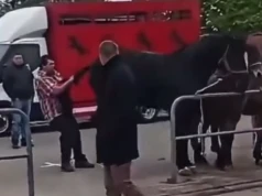 Krakowski dorożkarz „bohaterem” skandalicznego nagrania (Video)