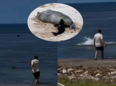 Hawaje: turysta, który rzucił kamieniem w fokę, może zostać ukarany grzywną i dodatkowo został pobity