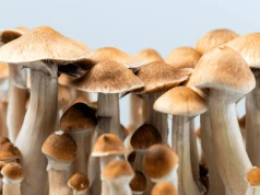 Leczenie uzależnień psylocybiną – nowe wyniki badań