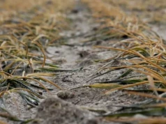 Przymrozki wracają na pola. Rolnicy muszą uważać na spadki temperatur i lokalne burze