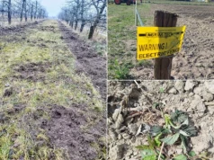 Przymrozki uszkodziły maliny, dziki zniszczyły je do końca