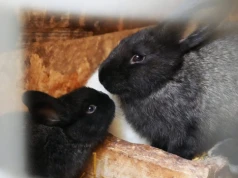 Króliczej afery ciąg dalszy. Powiatowy Lekarz Weterynarii skontrolował lubelski Skansen, skrytykował też aktywistów