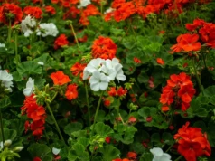 Pelargonie kuszą już w sklepach. Większość osób wynosi je za wcześnie. To kosztowny błąd