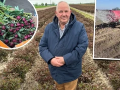 Piwonie zagrożone przez suszę. Plantator wylewa 50 tys. litrów wody dziennie