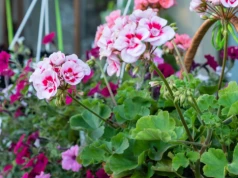 Który kwiat jest lepszy na balkon? Porównujemy stokrotkę afrykańską i pelargonię