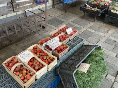 Pojawiły się pierwsze polskie truskawki, ale cena odstrasza