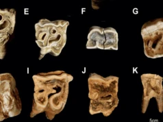Zaskakujące odkrycie. Neandertalczycy robili narzędzia z ciał zwierząt