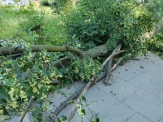 IMGW ostrzega Kraków. Wiatr może łamać drzewa