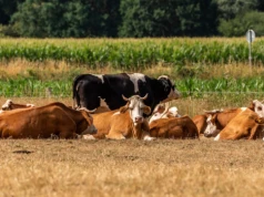 48 krów zniknęło z pastwiska, 79 sztuk bydła w drugim gospodarstwie. Rolnicy tworzą grupy szybkiego reagowania