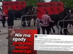 Prezydent Krakowa zwolnił dorożkarza, który maltretował konia na targach w Pajęcznie