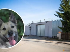 Olsztyn. Osadzeni dadzą domy tymczasowe bezdomnym psom. To pierwsza taka inicjatywa w Polsce