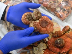 Nietypowy przemyt w Medyce. Pies służbowy wywęszył ponad 5 kg muchomorów