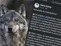 Wilki w gminie Dywity. Urząd wydaje pilny komunikat dla mieszkańców