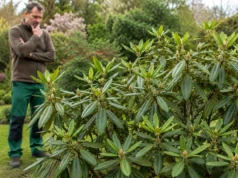„Niewidzialny” wróg rododendronów – 90% ogrodników o nim nie wie!