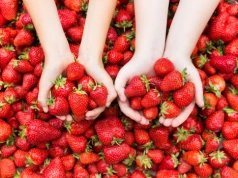 Tak odróżnisz polskie truskawki od importowanych. Zwróć uwagę na 6 cech owoców krajowych. Polskie odmiany mają najlepszy smak