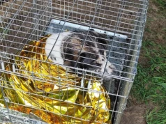 Pies uwięziony w grzęzawisku pod mostem w Kaliszu. Ruszyła akcja ratunkowa strażaków