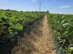 Truskawki ruszyły. Plantator liczy na cenę powyżej 4 euro