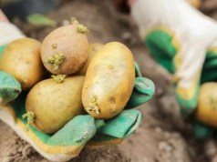 Takich ziemniaków lepiej nie jedz. Chodzi o duże kiełki