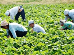 Nowe zasady zatrudniania cudzoziemców. Co muszą wiedzieć sadownicy i plantatorzy w 2026 roku?
