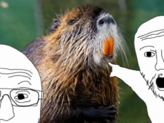 To nie „bober”, a nutria! Czy potrafisz rozróżnić te zwierzęta z wrocławskiego zoo?