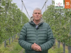 Silne infekcje parcha – Komunikat Sadowniczy 13.05.2026r.