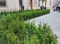 Więcej zieleni przed magistratem – tam, gdzie do niedawna stały limuzyny