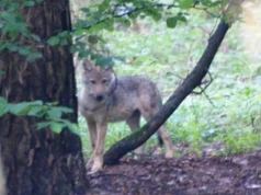 RDOŚ daje zielone światło w sprawie wilków. Oto jak można sobie z nimi radzić