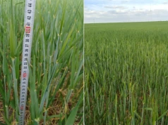 Jęczmień ozimy kłosi się przy 40 cm wysokości. Słabe plantacje po zimie nie odzyskały potencjału