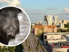 ASF w Olsztynie! Martwy dzik przy ul. Tuwima. Miasto w strefie ograniczeń