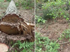 Zamach na bieliki nad Jeziorskiem. 5 tysięcy złotych za wskazanie sprawcy