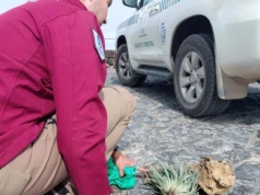 Turyści przyłapani na kradzieży roślin z Parku Narodowego Teide. Grozi im wysoka kara