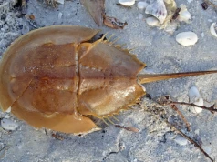 Oceaniczny odkurzacz. O ekstremalnych skrzypłoczach i dlaczego są ważne