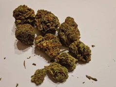 Red Velvet Cake 27% – nowa sativa od Canopy Growth
