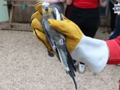 Akcja policji w papugarni. Wyłapano 130 ptaków
