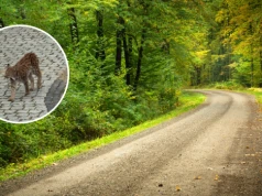 Ten drapieżnik stał się legendą. Teraz pokazał się w polskim nadleśnictwie