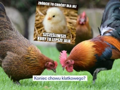 Decyduje się los kur w Europie, chów klatkowy może zostać całkowicie zakazany