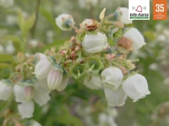 Zabiegi na plantacjach borówek w trakcie kwitnienia | Komunikat jagodowy