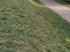Zielony Konin czy stare nawyki? Internautka pyta o koszenie trawy