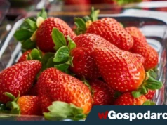 Tak oszukują nieuczciwi sprzedawcy truskawek
