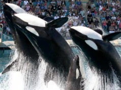 Francuski rząd naciska: orki z Marineland muszą pilnie trafić do Loro Parque