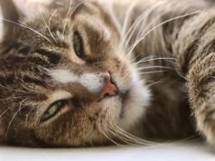 Rusza program dofinansowania dla właścicieli psów i kotów w gminie Kozy
