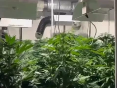 W mieszkaniu urządził plantację konopi. Miał tez duże ilości marihuany
