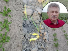 Buraki cukrowe pod presją pogody. „Wygrali ci, którzy sieją wcześnie"