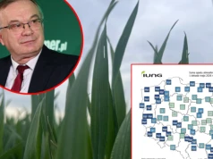 III dawka azotu w pszenicy. Podać czy nie? Prof. Szczepaniak: W tym roku nie ma jednej dobrej odpowiedzi