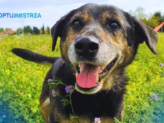 Poradnik #AdoptujMistrza: Borelioza