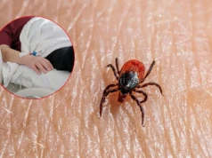 Plaga kleszczy w Niemczech. „To może być najtrudniejszy sezon od wielu lat”