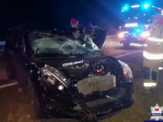 Groźne zderzenie z łosiem na S7. Policja apeluje o ostrożność