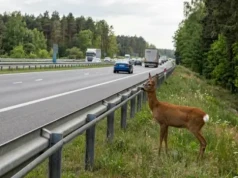 Zderzenie z dziką zwierzyną na DK16. Utrudnienia i ruch wahadłowy